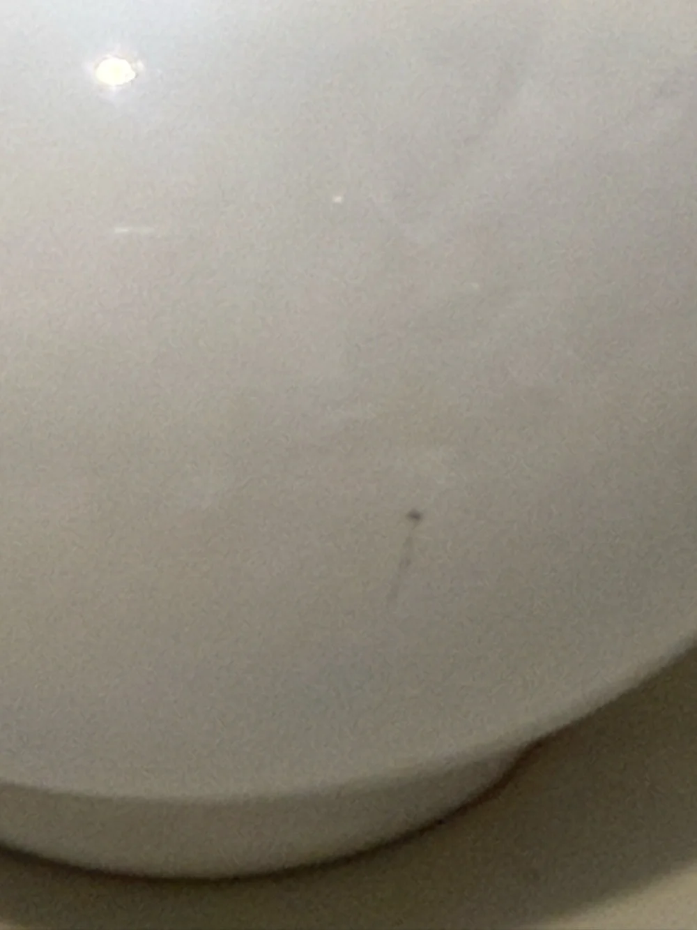 Vintage White Vase Made In Japan‎ ~7” Birds Floral Motif Gold Rim Accent Estate
